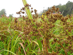 Scirpus expansus