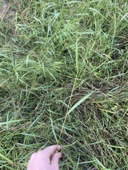 Kellochloa verrucosa