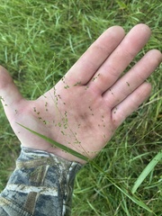 Kellochloa verrucosa