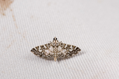 Glyphodes onychinalis