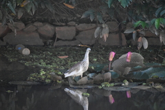 Ardeola grayii