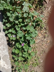 Malva sylvestris