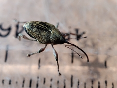 Curculio glandium