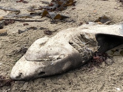 Notorynchus cepedianus