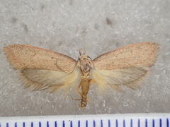 Oecophoridae