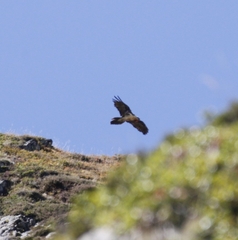 Gypaetus barbatus