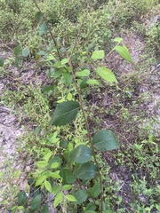 Ulmus alata