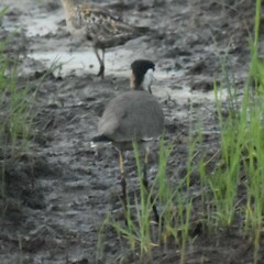 Vanellus indicus