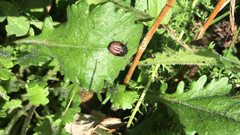 Piezodorus lituratus
