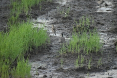 Vanellus indicus