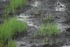 Vanellus indicus