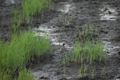 Vanellus indicus