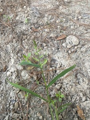 Echinochloa colona