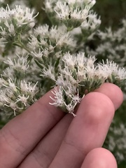 Eupatorium altissimum