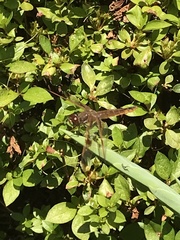 Libellula semifasciata