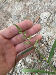 Echinochloa colona