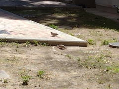 Streptopelia decaocto