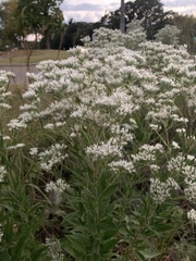 Eupatorium altissimum