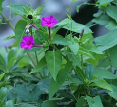 Mirabilis jalapa