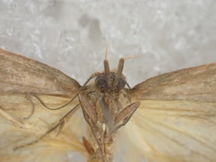 Oecophoridae