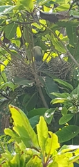 Manorina melanocephala
