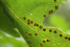 Neuroterus numismalis