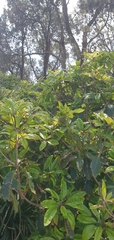 Manorina melanocephala