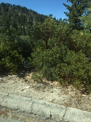 Arctostaphylos patula