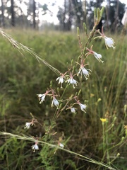 Oenothera filipes