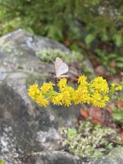 Operophtera bruceata