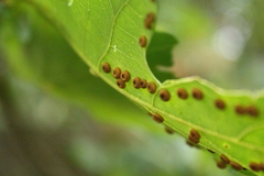 Neuroterus numismalis