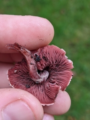 Melanophyllum haematospermum