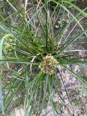 Cyperus entrerianus