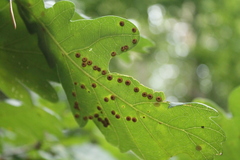 Neuroterus numismalis