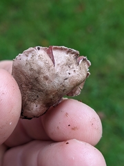 Melanophyllum haematospermum