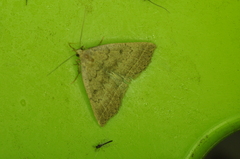Zanclognatha jacchusalis