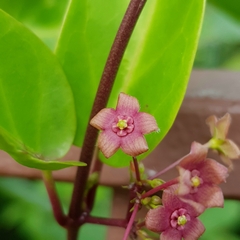 Vincetoxicum globiferum
