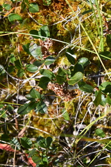 Salix myrtilloides
