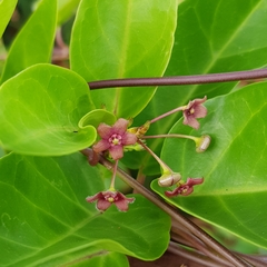 Vincetoxicum globiferum