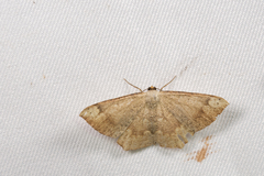 Peratostega deletaria