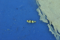 Empoa gillettei
