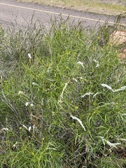 Sidneya tenuifolia