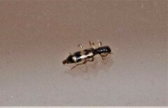 Cymatodera undulata