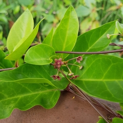 Vincetoxicum globiferum