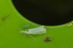 Crambus albellus