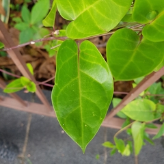 Vincetoxicum globiferum