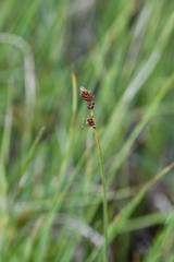 Carex marina
