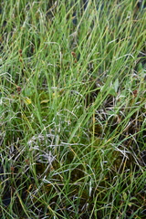 Carex marina