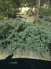 Ceanothus cordulatus