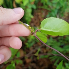Vincetoxicum globiferum